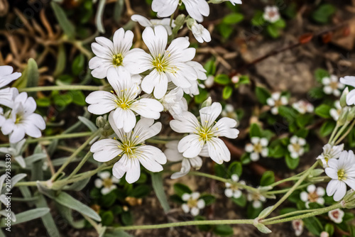 Delicate white star-shaped flowers bloom in a natural garden setting