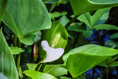 Delicate white calla lily bloom nestled among lush green leaves in soft natural light