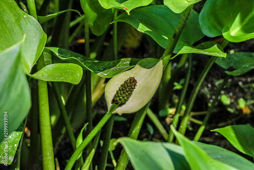 Close-up of a delicate white Calla Lily flower with a green spadix surrounded by lush foliage