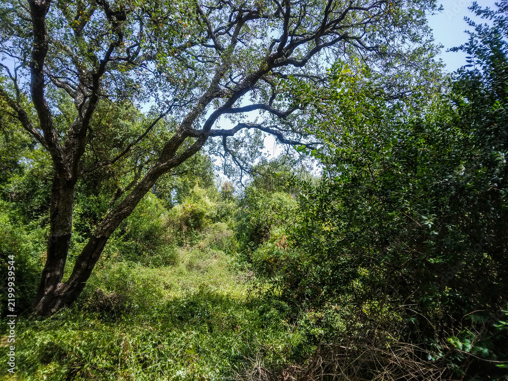 Fototapeta premium Majestic ancient oak tree stands tall with sprawling textured branches amidst a vibrant dense mediterranean forest filled with lush green foliage under bright summer sunshine rays
