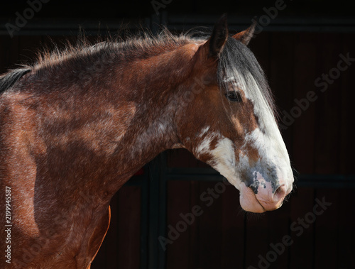 Clydesdale harness horse portrait in farm