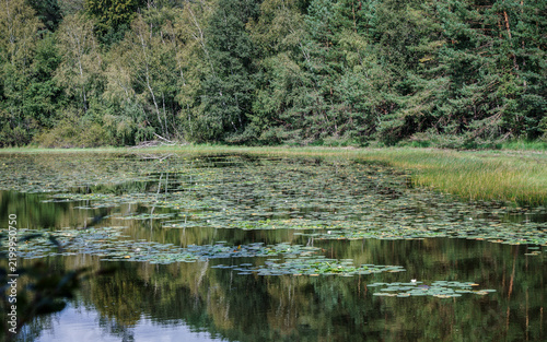 étang réserve naturelle en forêt