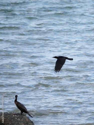 Fotografie カラスが飛んでいる