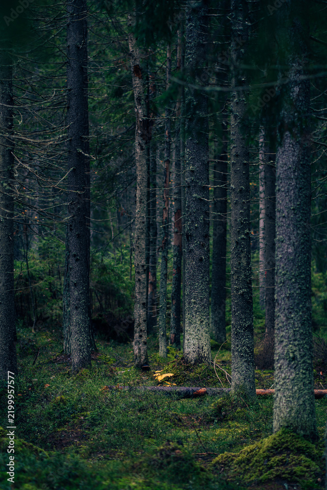 Fototapeta premium Thick evergreen trees in a mysterious dark forest