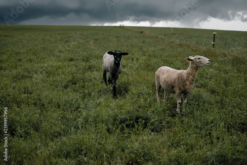 Quadro su tela Black and white sheep in a field under stormy clouds