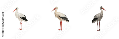 Konstfotografi Cute wild storks collection featuring white and grey migratory wading birds with