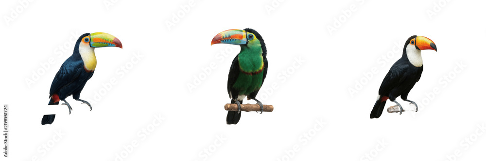 Obraz premium Cute wild toucans collection featuring exotic tropical birds with large colorful beaks perched on a pure white isolated background for rainforest and nature design projects 