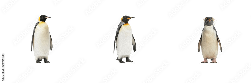 Obraz premium Cute wild penguins collection featuring king and emperor penguins standing on a pure white isolated background for wildlife and polar animal design projects 