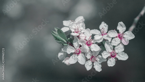 Spring flowering tree, shallow depth of field. Beautiful floral spring abstra...