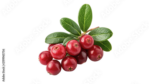 Small pile of organic fresh red cowberry lingonberry isolated on transparent background.