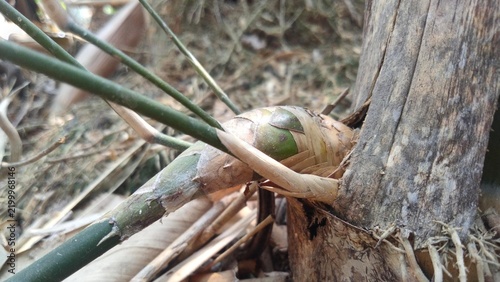Close up of young bamboo shoot sprouting from old bamboo stump depicting new growth concept
