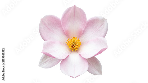 Pink Magnolia Flower Blossom Isolated on Transparent Background for Floral Design and Spring Decoration