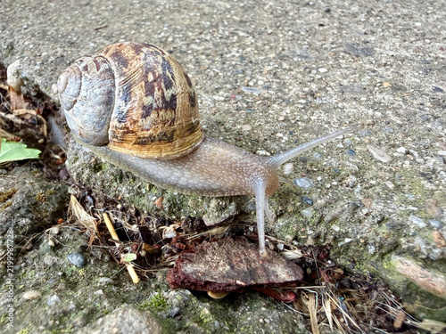 Картината върху платно Garden snail crawling slowly on rough stone ground with land snail shell pattern