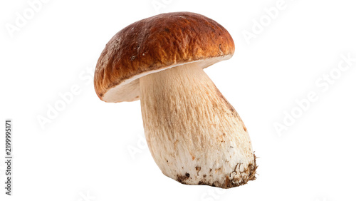 Fotografía Single fresh organic brown cep porcini bolete mushroom isolated on transparent background