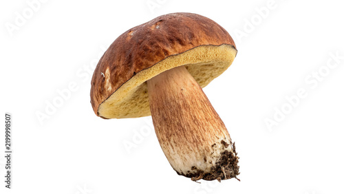 Konstfotografi Single fresh organic brown cep porcini bolete mushroom isolated on transparent background