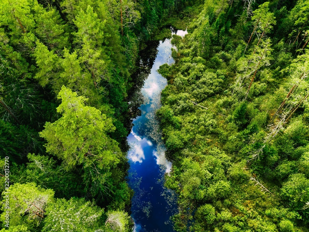 Fototapeta premium Aerial overhead view of dense green forest with a winding river reflecting blue sky