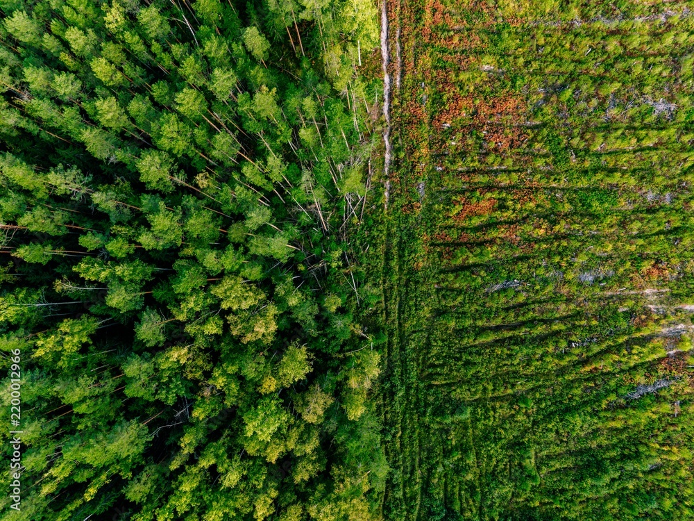 Obraz premium Aerial view of forest regeneration in autumn taiga with clearcut area next to dense pine trees