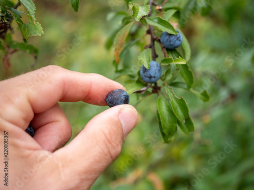Konstfotografi Hand picking a ripe blue-black sloe berry from a blackthorn bush, Prunus spinosa, showing wild fruit harvesting, foraging and autumn nature in close-up