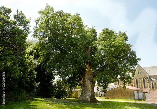 Chêne Louis XIII, arbre remarquable vieux de 400 ans à Corcoué-sur-Logne
