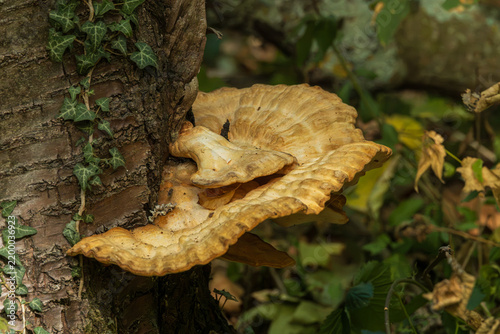 Картината върху платно Champignon Ganoderme plat (Ganoderma applanatum) poussant sur le tronc d’un arbre, avec de grandes consoles superposées aux teintes beige et brun doré, entourées de lierre et de végétation forestière
