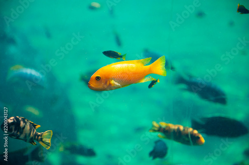 Aquatic fish aquarium. Sea wildlife undersea. Underwater fish and fishes in aquarium. Fish aquarium in Valencia zoo. Underwater animal fish. Underwater life at sea. Marine species