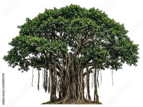 Large ancient baobab tree with thick roots