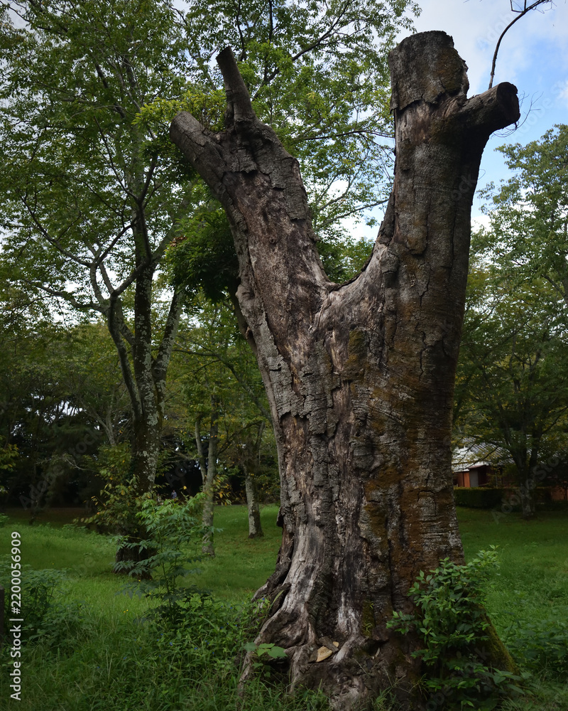 Fototapeta premium Old weathered tree trunk with branched top standing in a green park