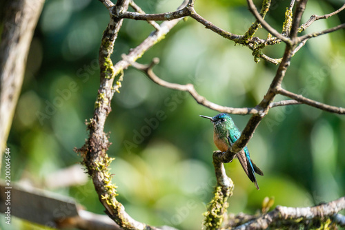 Fotografie Female long-tailed sylph (Aglaiocercus kingii) perched on a branch at a lodge ou