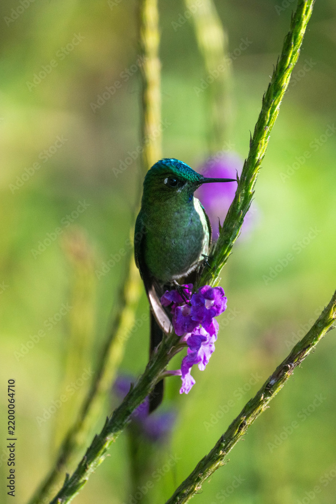 Obraz premium Long-tailed sylph (Aglaiocercus kingii) in a porterweed plant at a lodge outside of Baeza, Ecuador