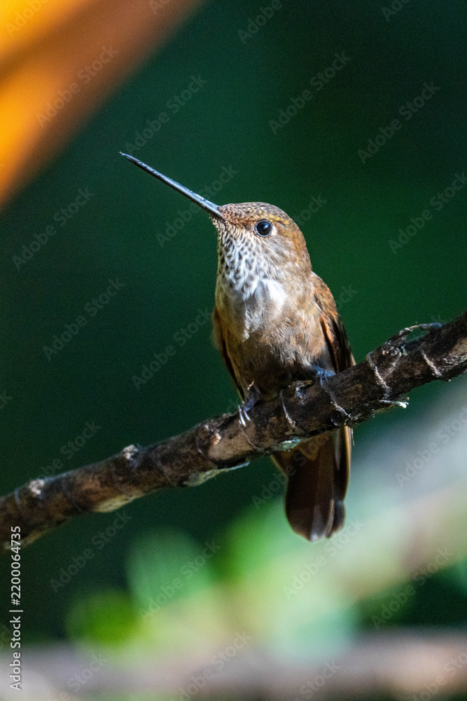 Fototapeta premium Bronzy inca (Coeligena coeligena) hummingbird perched on a branch at a lodge outside of Baeza, Ecuador