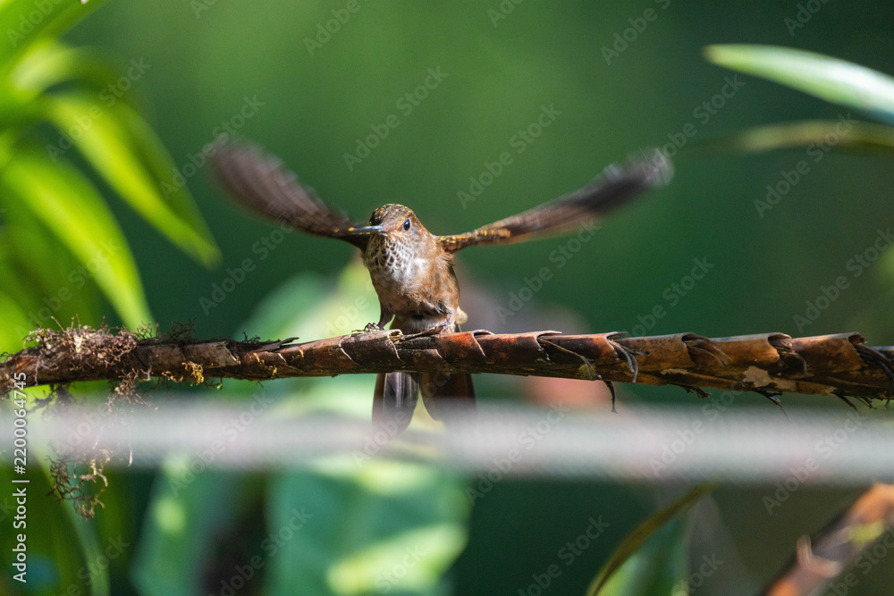 Fototapeta premium Bronzy inca (Coeligena coeligena) hummingbird perched on a branch with its wings extended, at a lodge outside of Baeza, Ecuador