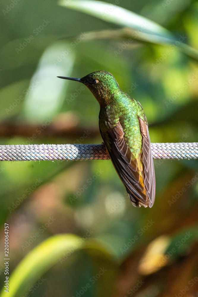 Fototapeta premium Chestnut-breasted coronet (Boissonneaua matthewsii) hummingbird perched on a rope at a lodge outside of Baeza, Ecuador