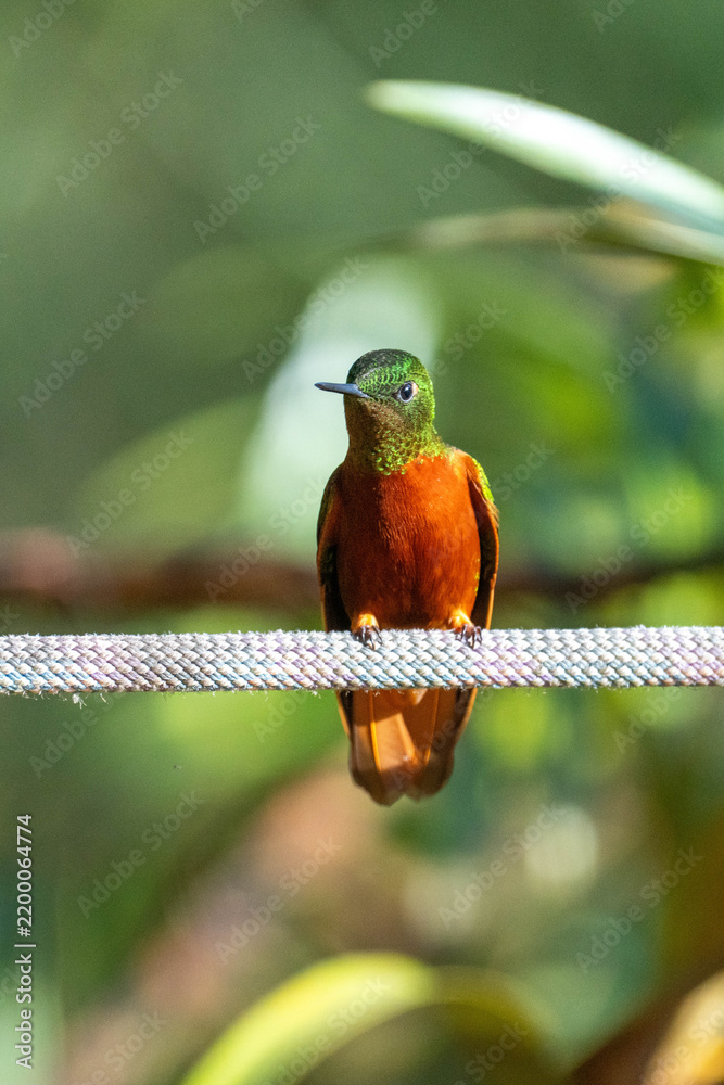 Fototapeta premium Chestnut-breasted coronet (Boissonneaua matthewsii) hummingbird perched on a rope at a lodge outside of Baeza, Ecuador