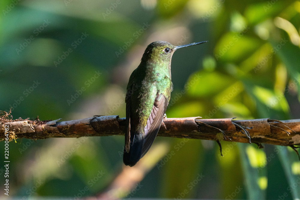 Fototapeta premium Chestnut-breasted coronet (Boissonneaua matthewsii) hummingbird perched on a branch at a lodge outside of Baeza, Ecuador