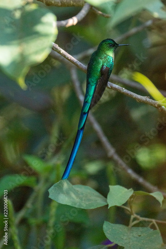 Obraz na plátně Long-tailed sylph (Aglaiocercus kingii) perched on a branch at a lodge outside o