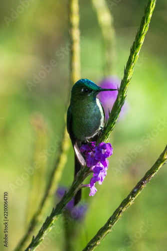 Obraz na płótnie Long-tailed sylph (Aglaiocercus kingii) in a porterweed plant at a lodge outside