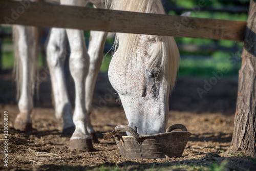 Horse eating oats