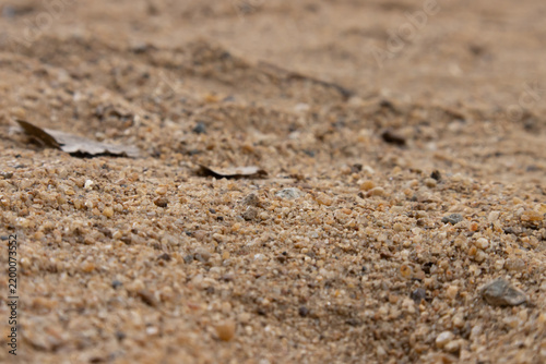 Фотография Sandy ground with scattered dry leaf, textured surface creating quiet natural ba