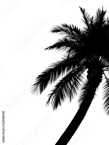 Silhouette of a classic palm tree with curved trunk and full fronds isolated on white background, palm, outdoor