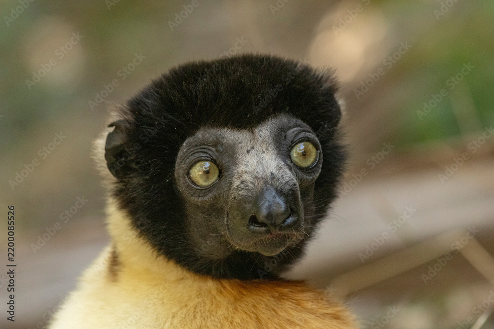 Fototapeta premium Crowned sifaka