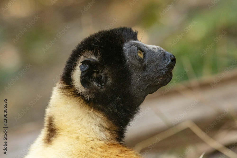 Fototapeta premium Crowned sifaka