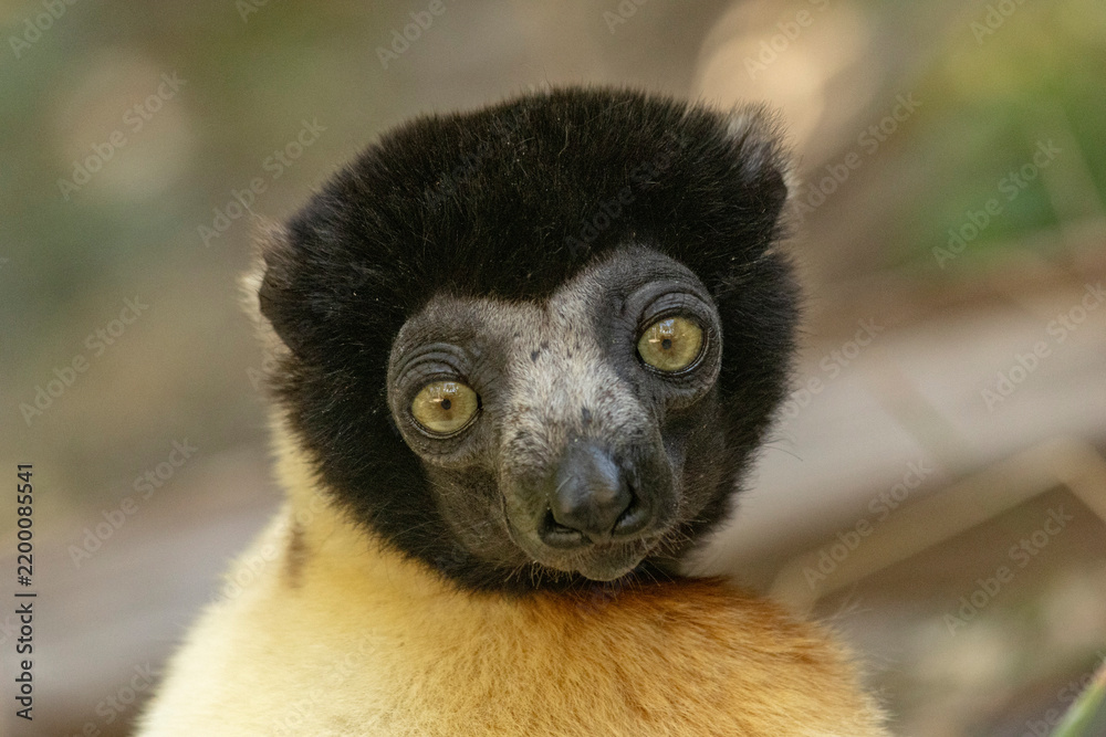 Fototapeta premium Crowned sifaka