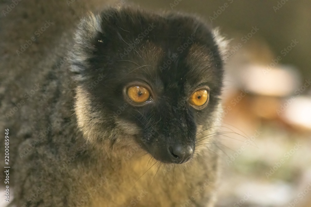 Fototapeta premium Brown lemur