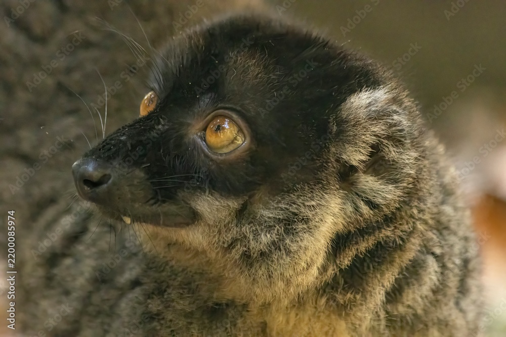 Fototapeta premium Brown lemur