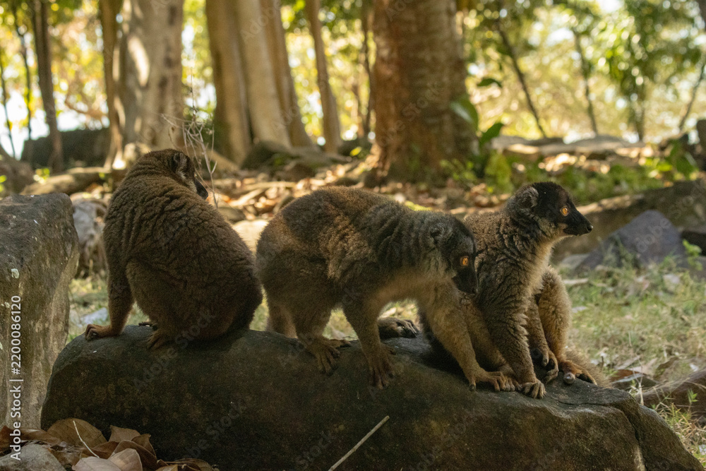 Fototapeta premium Brown lemur