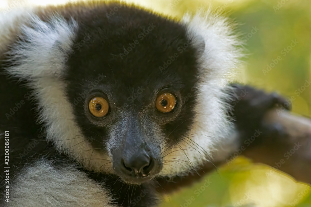 Obraz premium Black-and-white ruffed lemur