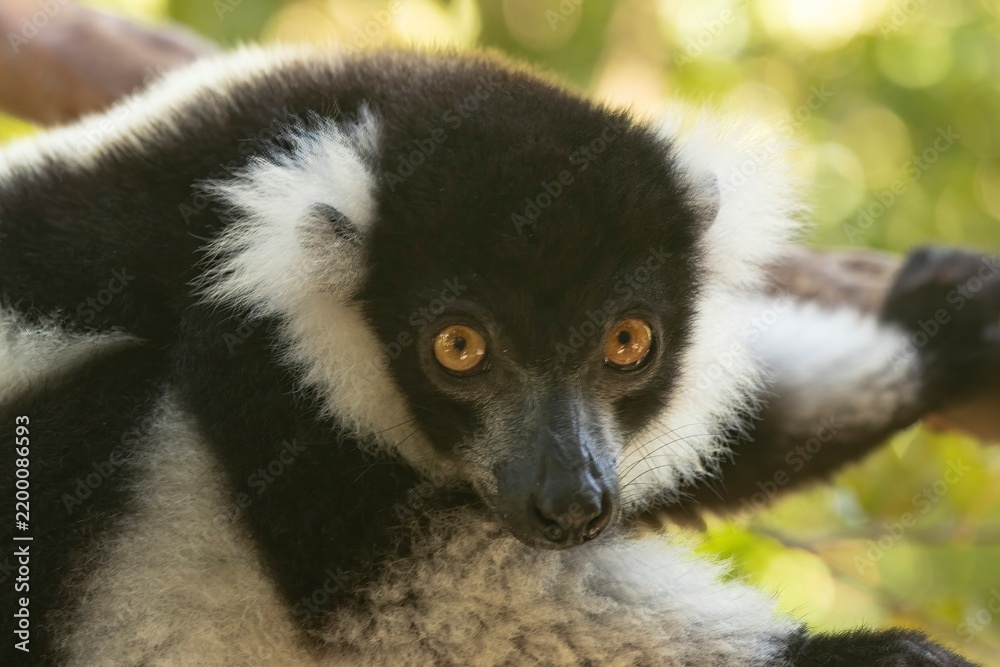 Fototapeta premium Black-and-white ruffed lemur