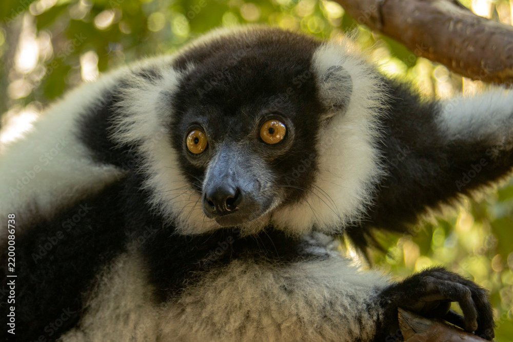 Fototapeta premium Black-and-white ruffed lemur