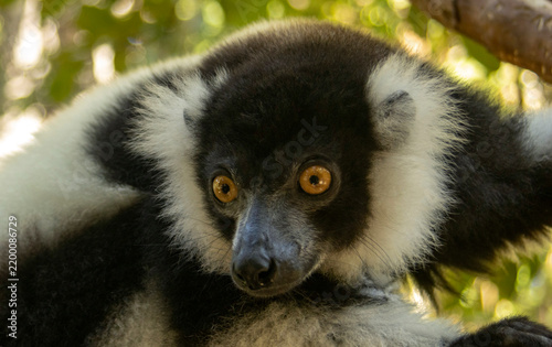 Fotografie Black-and-white ruffed lemur
