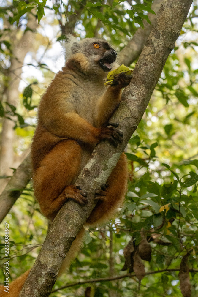 Fototapeta premium Black lemur